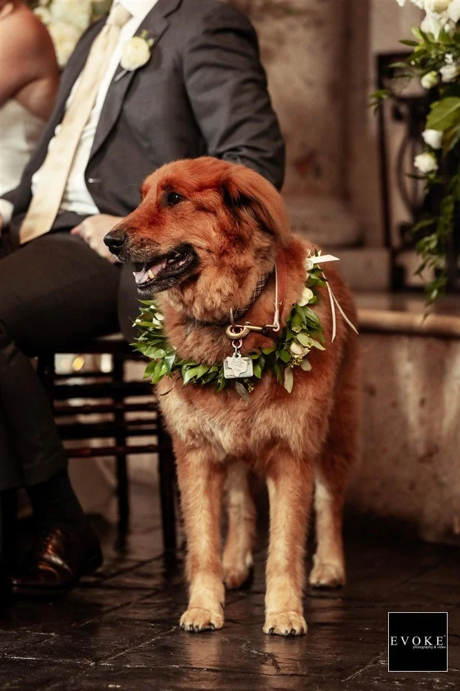 Weddings with Pets